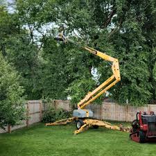 Professional Tree Services in Bret Harte, CA